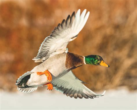 Duck Hunt .